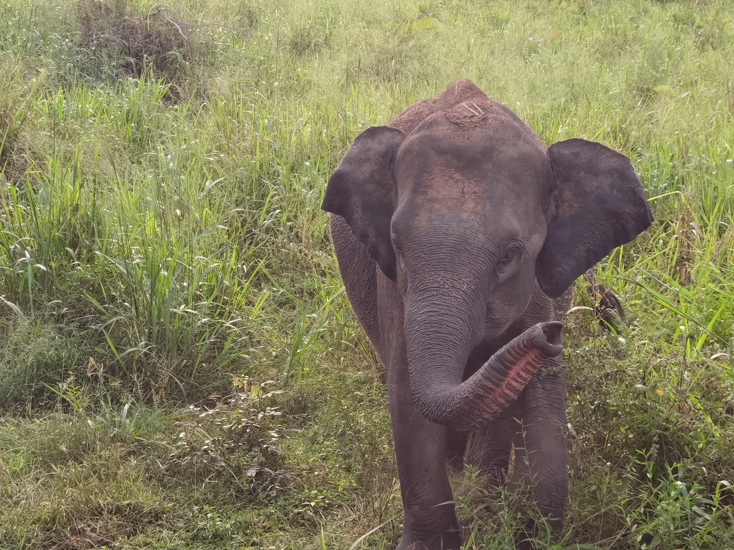 Kleine Elefanten ganz groß