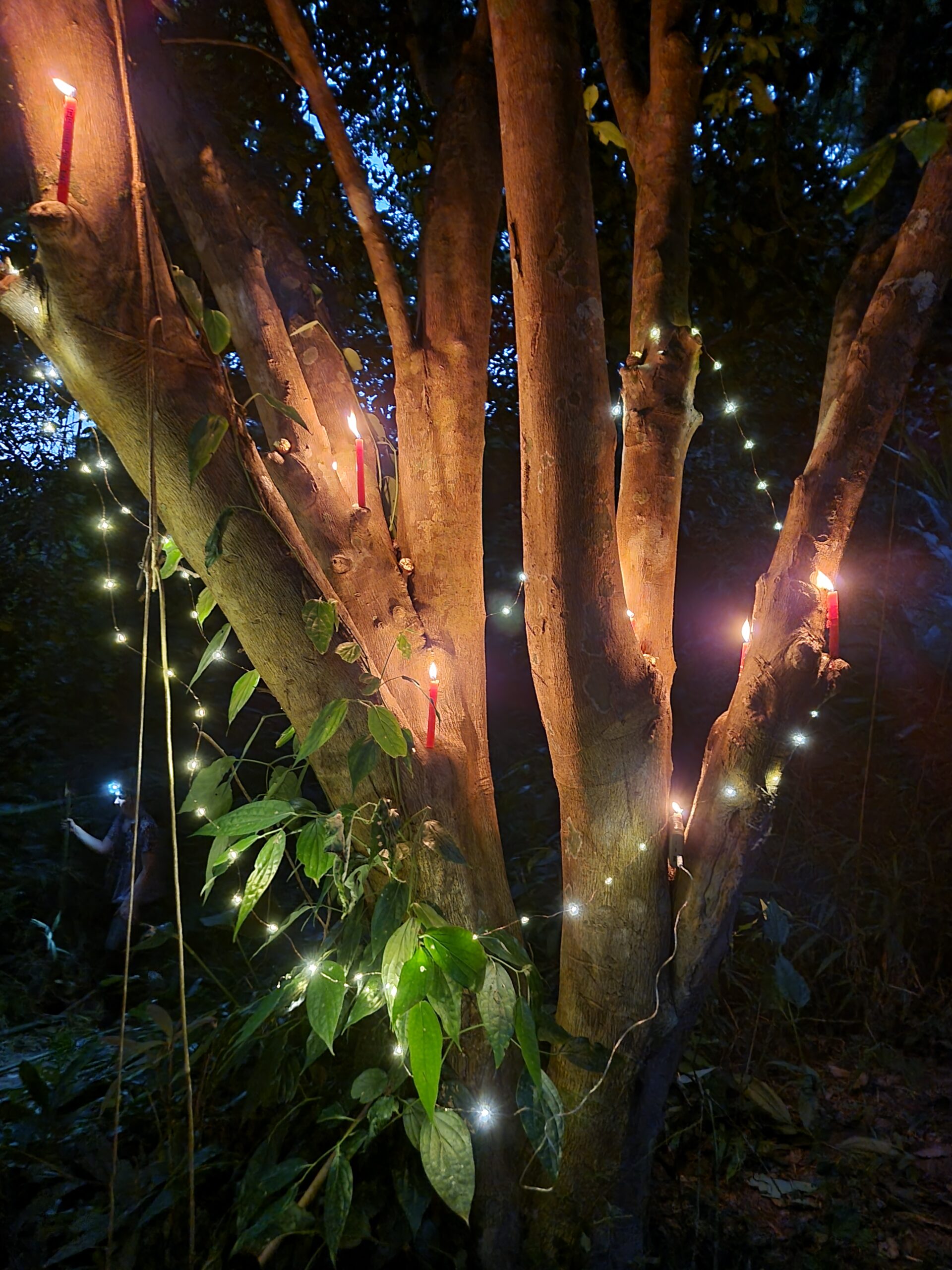 Heilig Abend im Dschungel